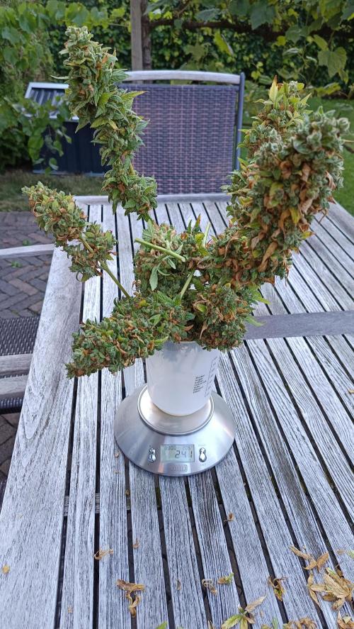 First Grow 2026. Week 15