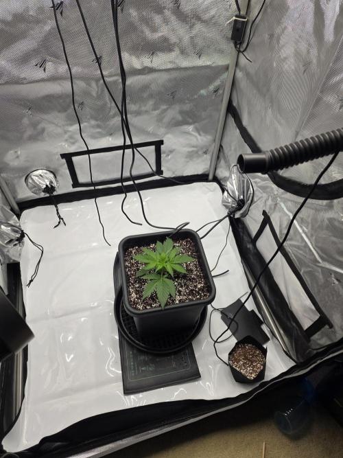 RQS milkyway f1 hybrid / autopot. Week 3 - Shes into her final home, 3.9 gallon autopot, at the very least a week of top wa