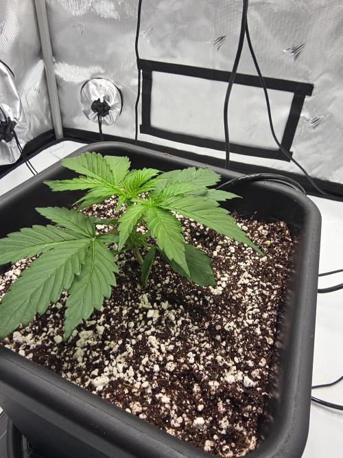RQS milkyway f1 hybrid / autopot. Week 3 - Ran into a touch of trouble very early one but corrected quickly.