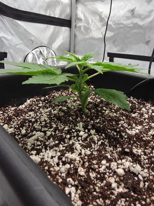RQS milkyway f1 hybrid / autopot. Week 3 - Nice short, compact nodes, I see the fingers for the 7th pushing at 4" tall 