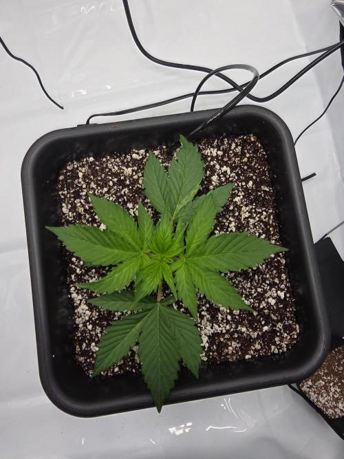 RQS milkyway f1 hybrid / autopot. Week 3 - Expanding out instead of up, really like these genetics