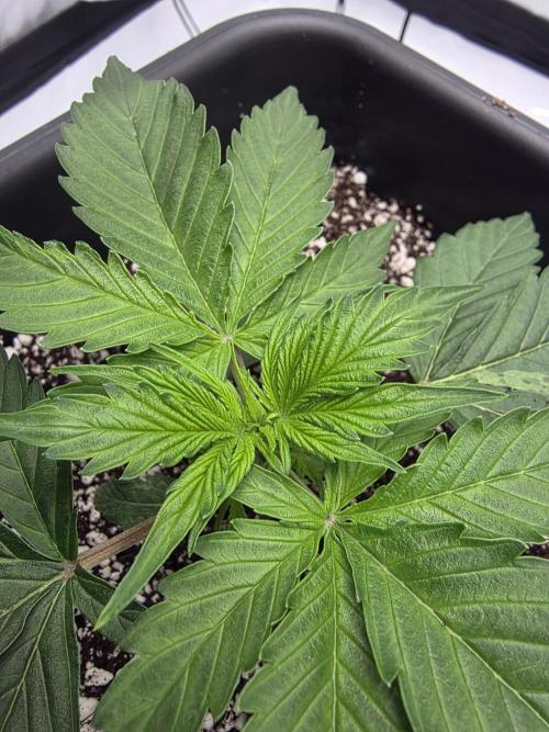 RQS milkyway f1 hybrid / autopot. Week 3