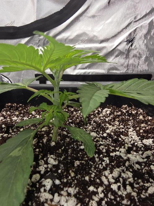 RQS milkyway f1 hybrid / autopot. Week 3 - Branches pushing aggressively,  will be mostly all mains