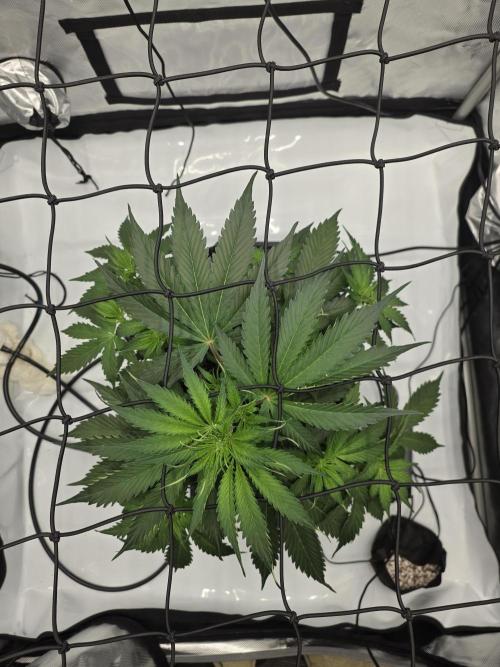 RQS milkyway f1 hybrid / autopot. Week 5