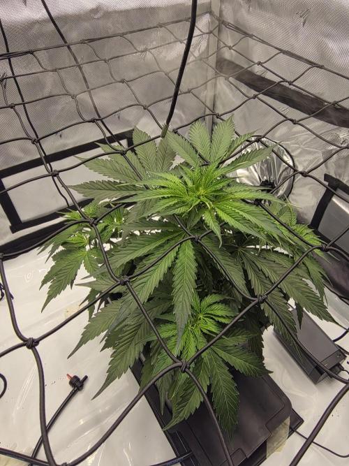 RQS milkyway f1 hybrid / autopot. Week 5
