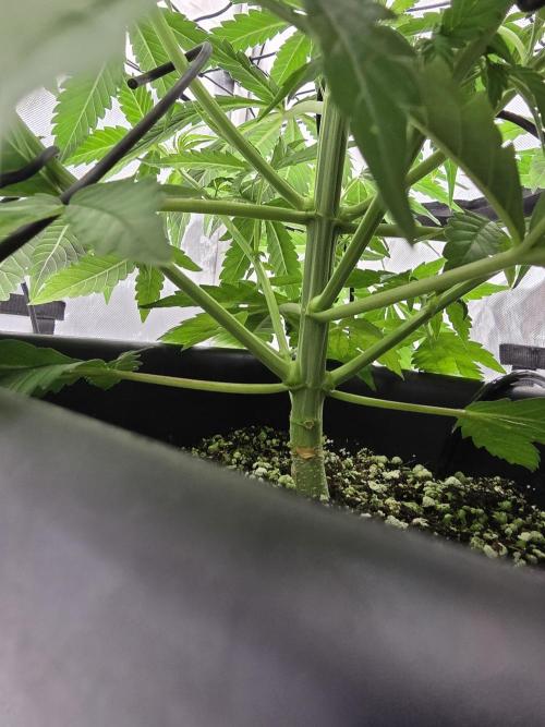 RQS milkyway f1 hybrid / autopot. Week 5