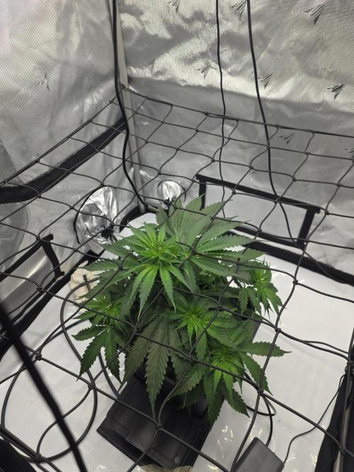 RQS milkyway f1 hybrid / autopot. Week 5