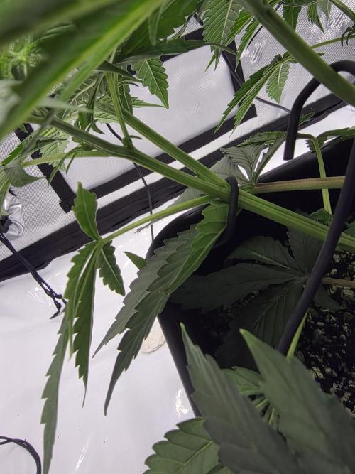 RQS milkyway f1 hybrid / autopot. Week 5 - One of my branches decided she wanted 2 instead of 1 lol.