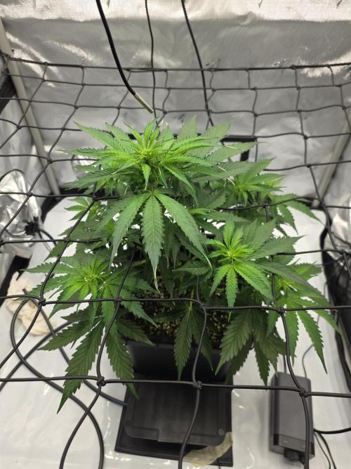 RQS milkyway f1 hybrid / autopot. Week 5 - Here's 24 hours after giving her a haircut. Looking great,0 stress and pushing h