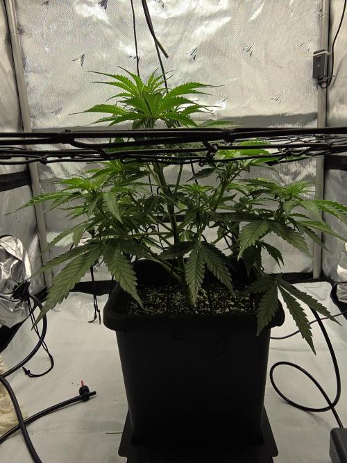 RQS milkyway f1 hybrid / autopot. Week 5