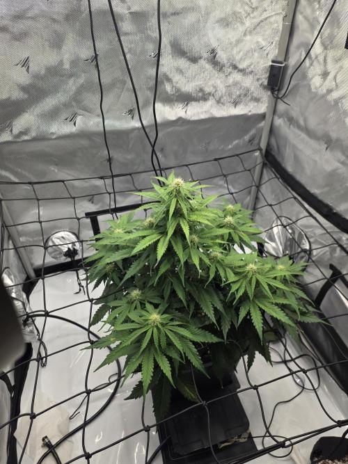 RQS milkyway f1 hybrid / autopot. Week 6