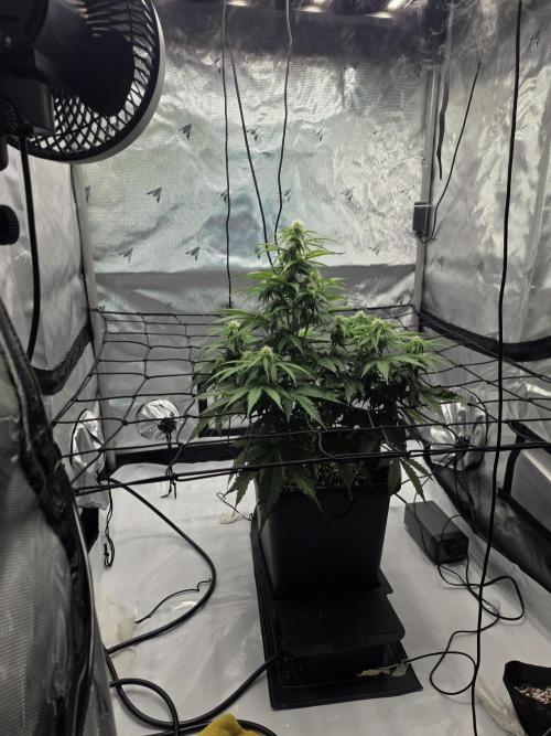 RQS milkyway f1 hybrid / autopot. Week 6