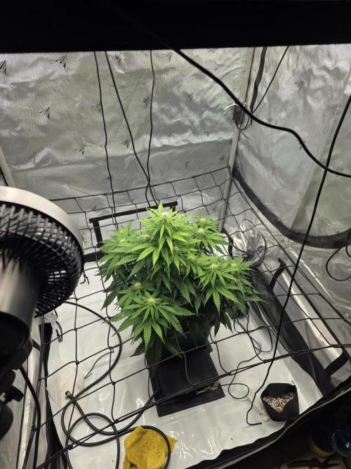 RQS milkyway f1 hybrid / autopot. Week 6