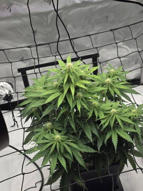 RQS milkyway f1 hybrid / autopot. Week 6