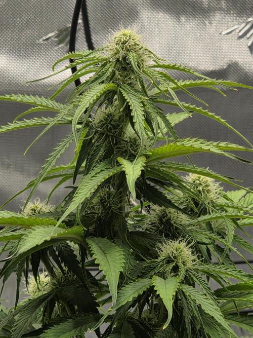 RQS milkyway f1 hybrid / autopot. Week 6