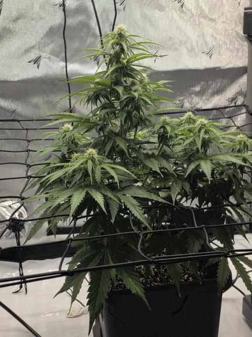 RQS milkyway f1 hybrid / autopot. Week 6