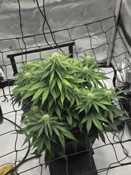 RQS milkyway f1 hybrid / autopot. Week 7 - Update