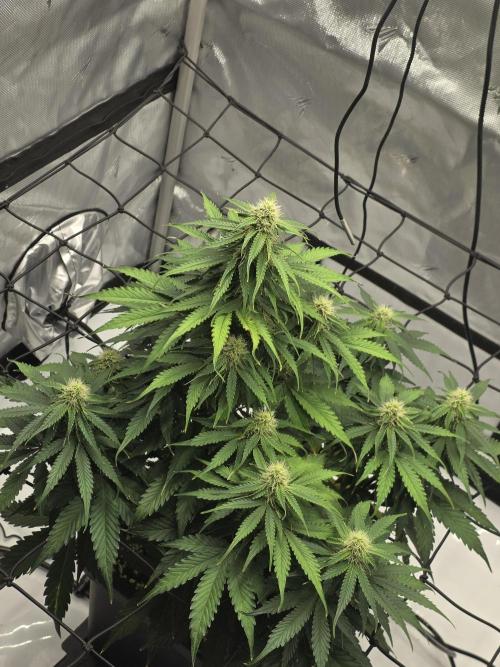 RQS milkyway f1 hybrid / autopot. Week 7 - Update