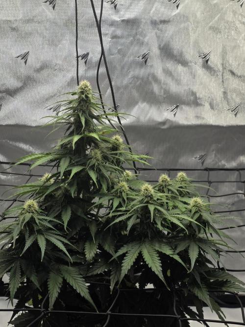 RQS milkyway f1 hybrid / autopot. Week 7 - Update
