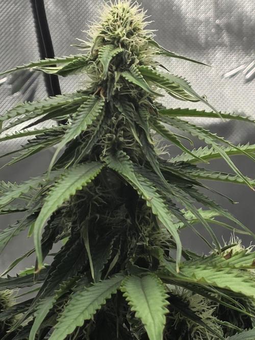 RQS milkyway f1 hybrid / autopot. Week 7