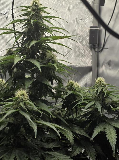 RQS milkyway f1 hybrid / autopot. Week 7