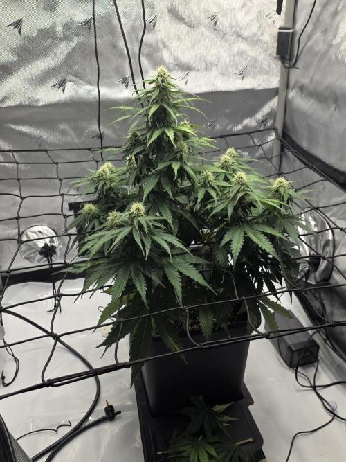 RQS milkyway f1 hybrid / autopot. Week 7