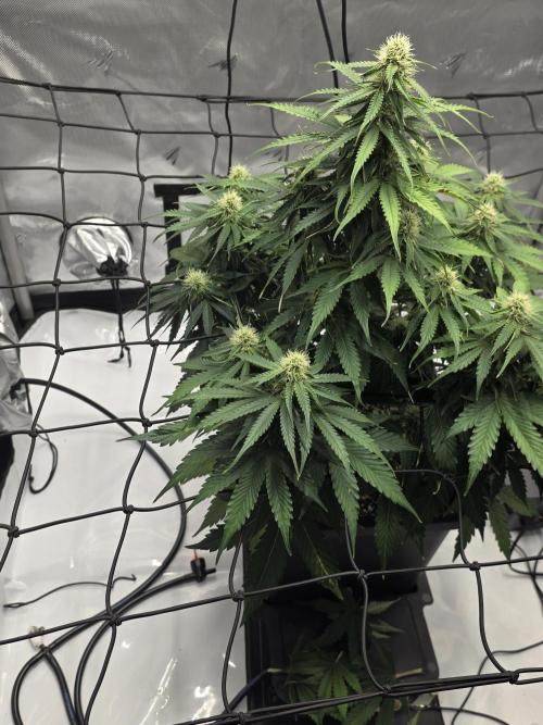 RQS milkyway f1 hybrid / autopot. Week 7