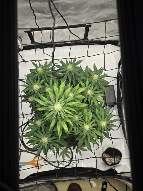 RQS milkyway f1 hybrid / autopot. Week 7