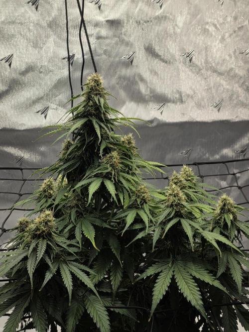 RQS milkyway f1 hybrid / autopot. Week 8