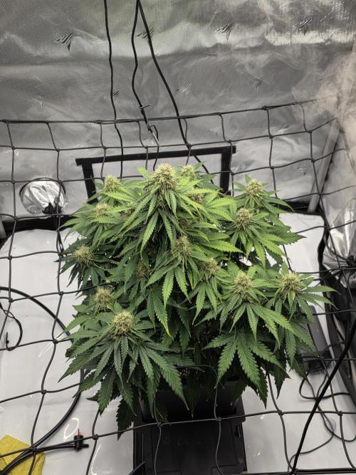 RQS milkyway f1 hybrid / autopot. Week 8