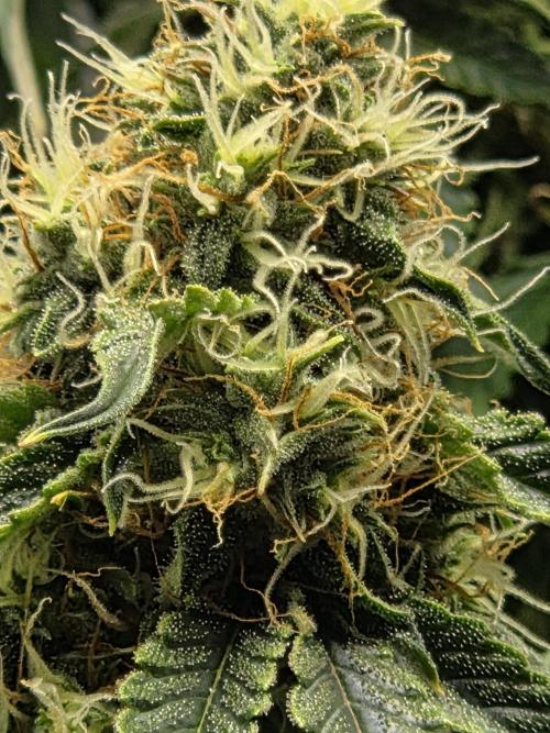 RQS milkyway f1 hybrid / autopot. Week 8