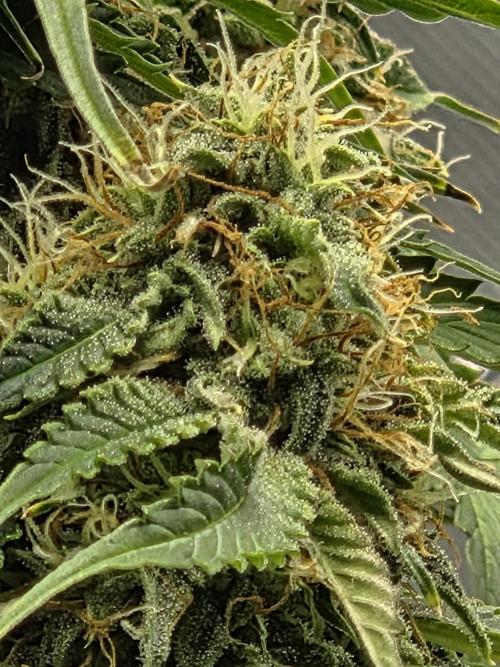RQS milkyway f1 hybrid / autopot. Week 8