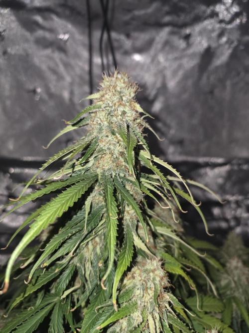 RQS milkyway f1 hybrid / autopot. Week 8