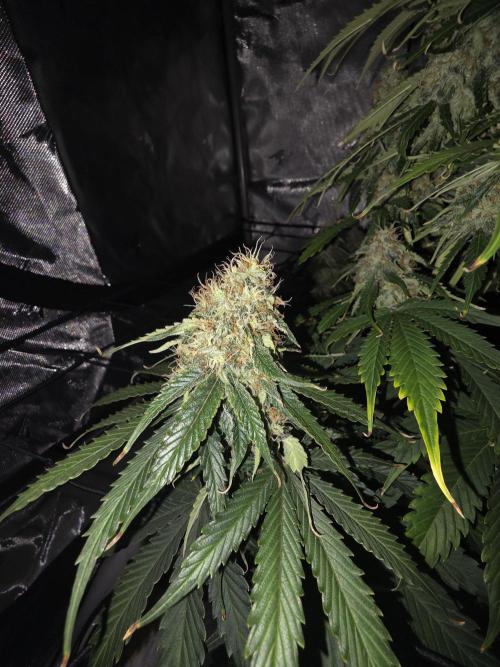RQS milkyway f1 hybrid / autopot. Week 8