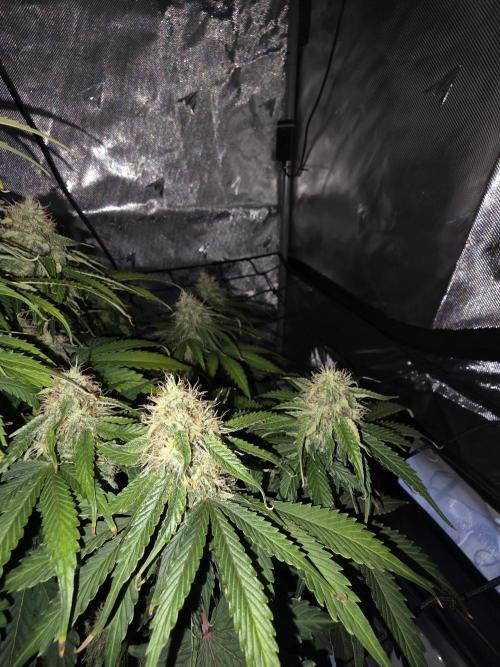 RQS milkyway f1 hybrid / autopot. Week 8