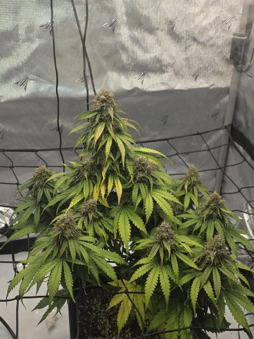 RQS milkyway f1 hybrid / autopot. Week 9