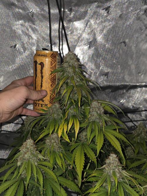 RQS milkyway f1 hybrid / autopot. Week 9