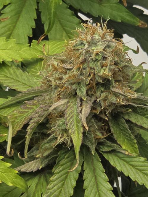 RQS milkyway f1 hybrid / autopot. Week 9