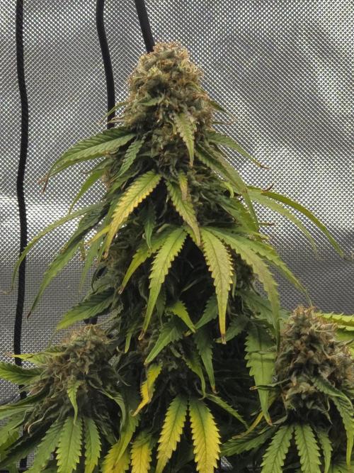 RQS milkyway f1 hybrid / autopot. Week 9