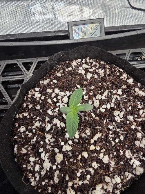 RQS Cosmic Cheddar. Week 1