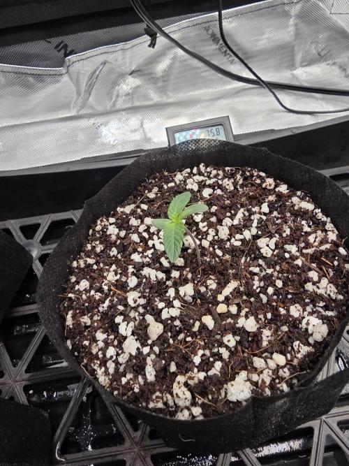 RQS Cosmic Cheddar. Week 1