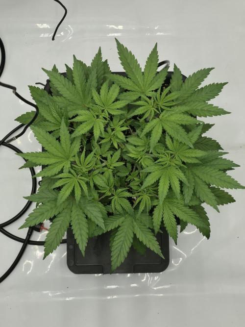 RQS Cosmic Cheddar. Week 4