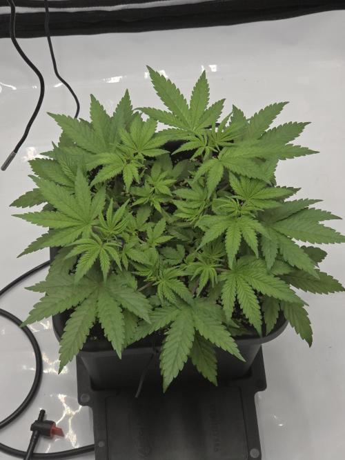 RQS Cosmic Cheddar. Week 4