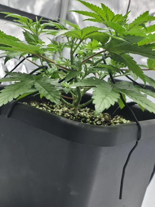 RQS Cosmic Cheddar. Week 4