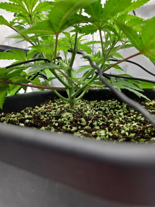 Cosmic Cheddar F1. Week 4