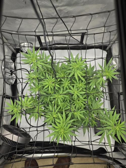 RQS Cosmic Cheddar. Week 7