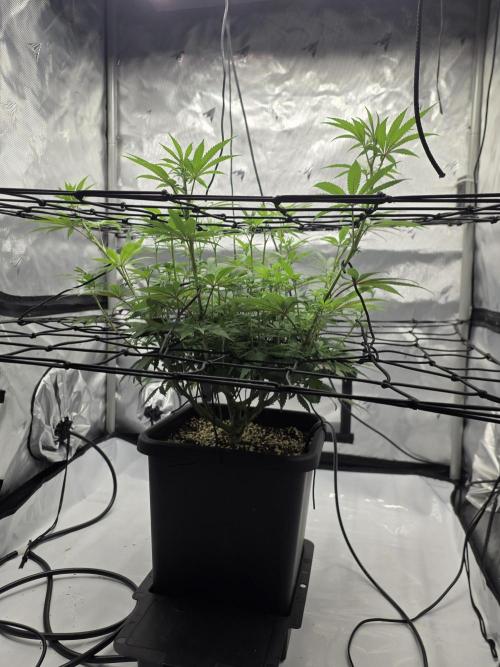 RQS Cosmic Cheddar. Week 7