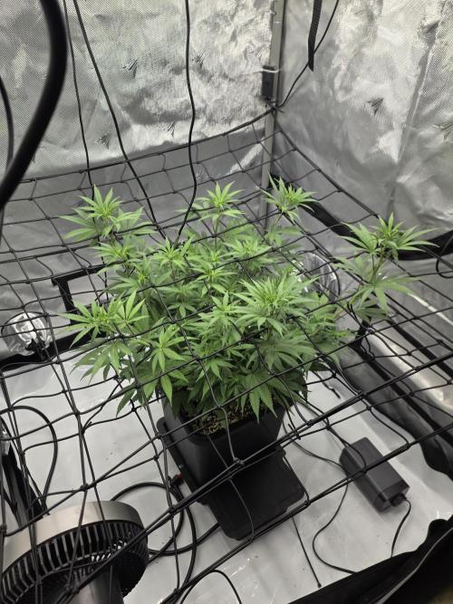 RQS Cosmic Cheddar. Week 7