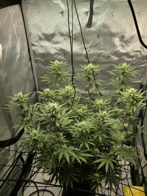 RQS Cosmic Cheddar. Week 10