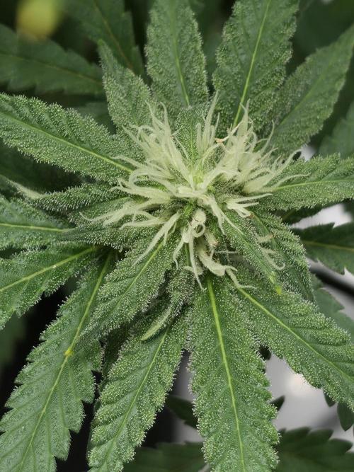 Cosmic Cheddar F1. Week 10